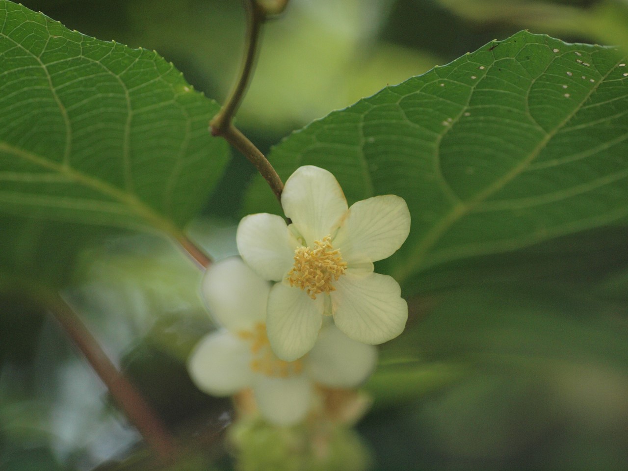 木天蓼 マタタビ の花 自然風の自然風だより