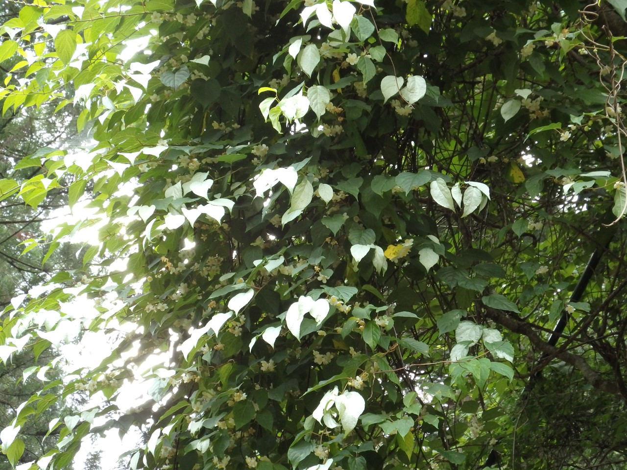 木天蓼 マタタビ の花 自然風の自然風だより