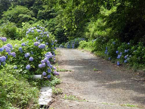 枝内川アジサイランド_c0152779_11144073.jpg