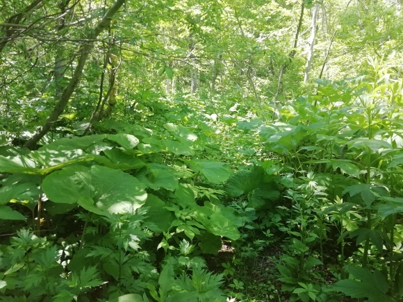 c0212083_15105352.jpg