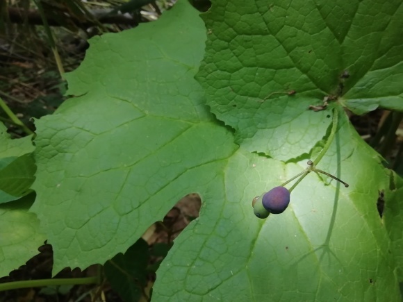 c0212083_19071390.jpg