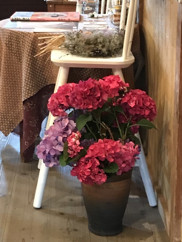 真っ赤な紫陽花 年々青みがかって 編 ドライフラワーギャラリー ふくことカフェ