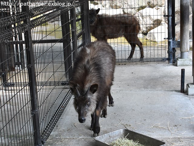 ２０１９年6月　とくしま動物園　その２_a0052986_7241156.jpg