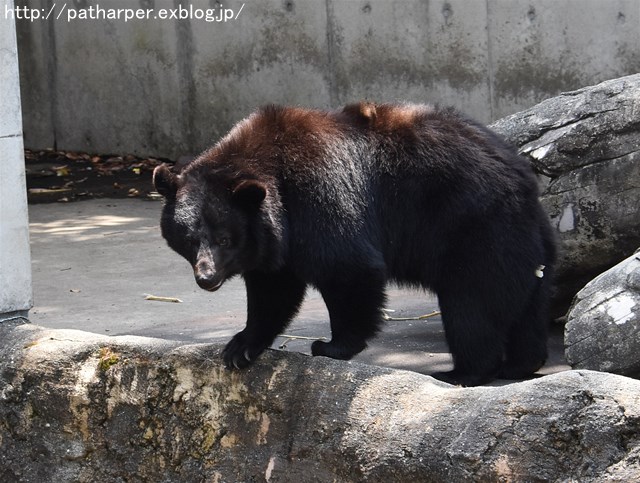 ２０１９年6月　とくしま動物園　その２_a0052986_7384756.jpg