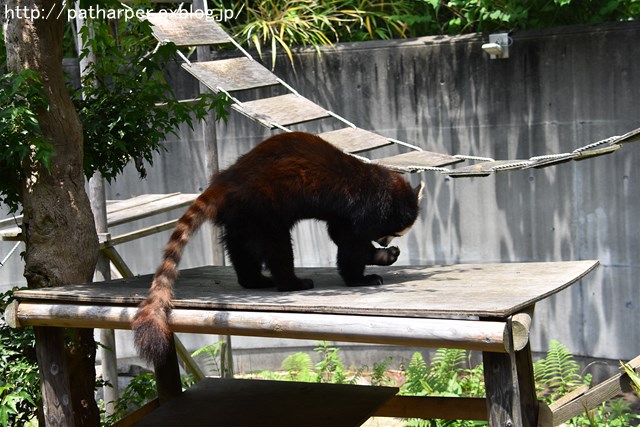 ２０１９年6月　とくしま動物園　その２_a0052986_7444232.jpg