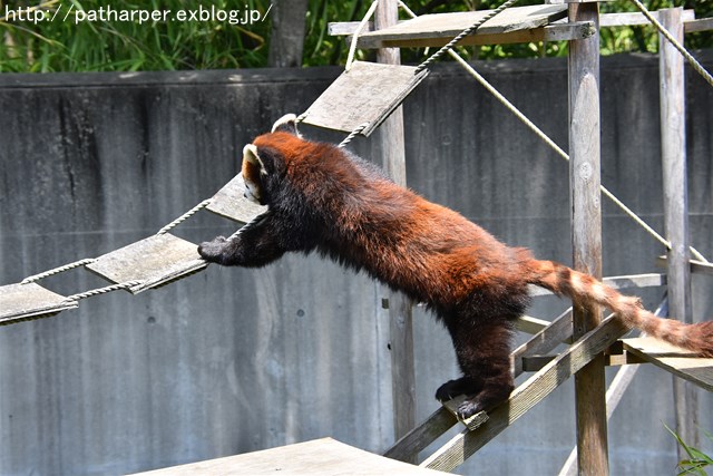 ２０１９年6月　とくしま動物園　その２_a0052986_745447.jpg