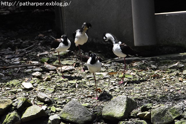 ２０１９年6月　とくしま動物園　その２_a0052986_7584373.jpg