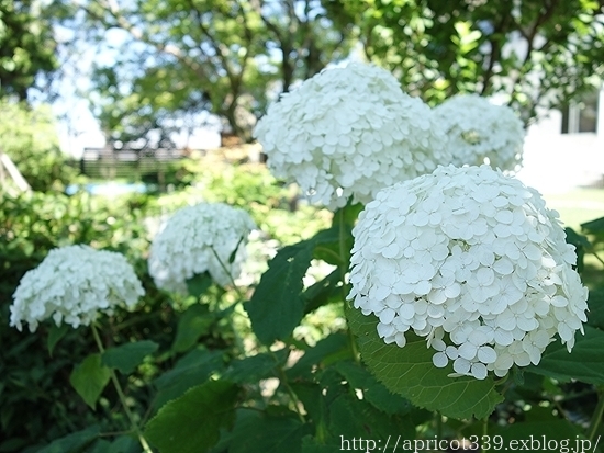 庭に咲いたアジサイ アナベルの花 シンプルで心地いい暮らし