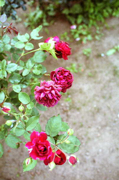 c0386291_07523184.jpg