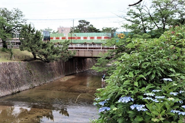 藤田八束の鉄道写真@貨物列車FE510が東海道本線さくら夙川駅・夙川公園を通過、元気いっぱいの子供達とアジサイの花_d0181492_21383670.jpg