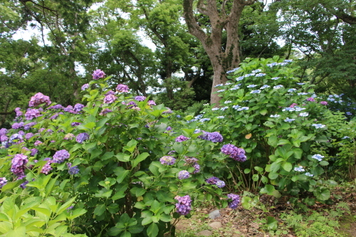 下田公園の日本一の紫陽花・３２_c0075701_04434748.jpg