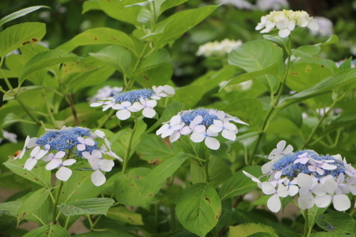 下田公園の日本一の紫陽花・３２_c0075701_04440714.jpg