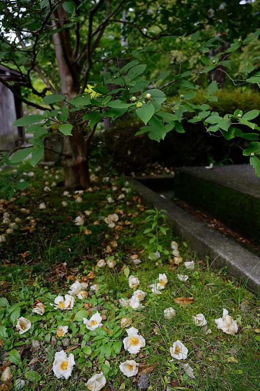 紫陽花@久安寺 其の二_f0032011_20073521.jpg