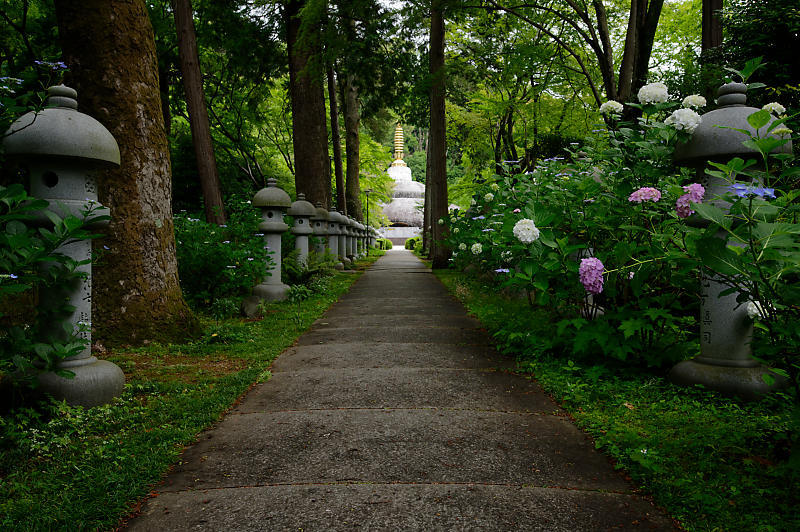 紫陽花@久安寺 其の二_f0032011_20073586.jpg