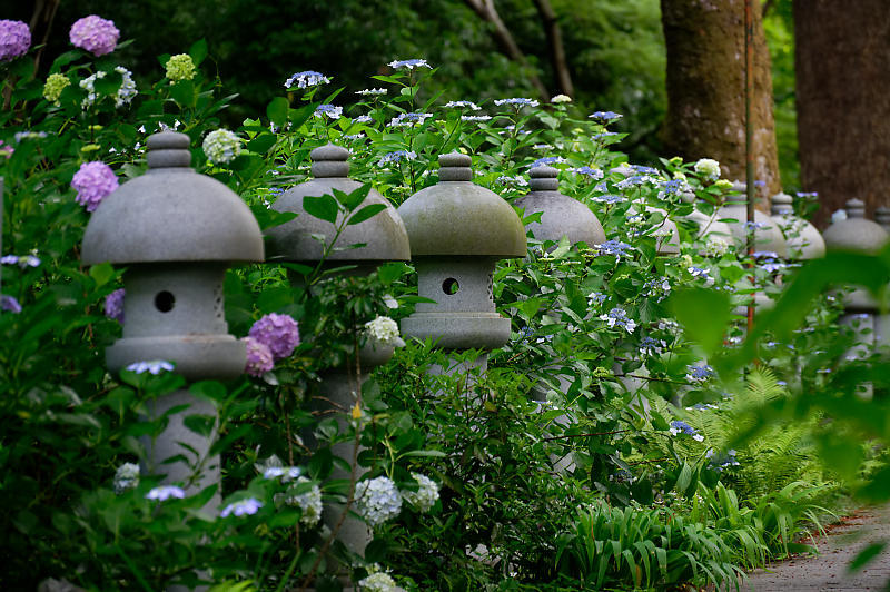 紫陽花@久安寺 其の二_f0032011_20073683.jpg