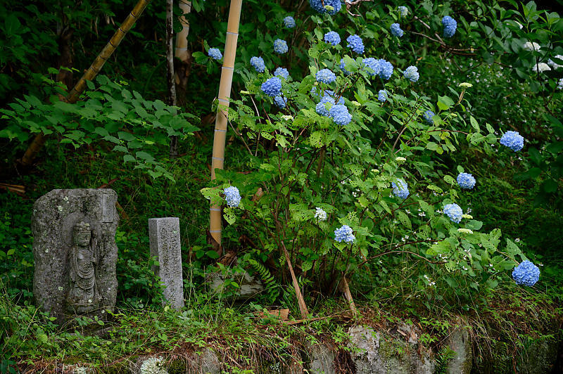 紫陽花@久安寺 其の二_f0032011_20162208.jpg
