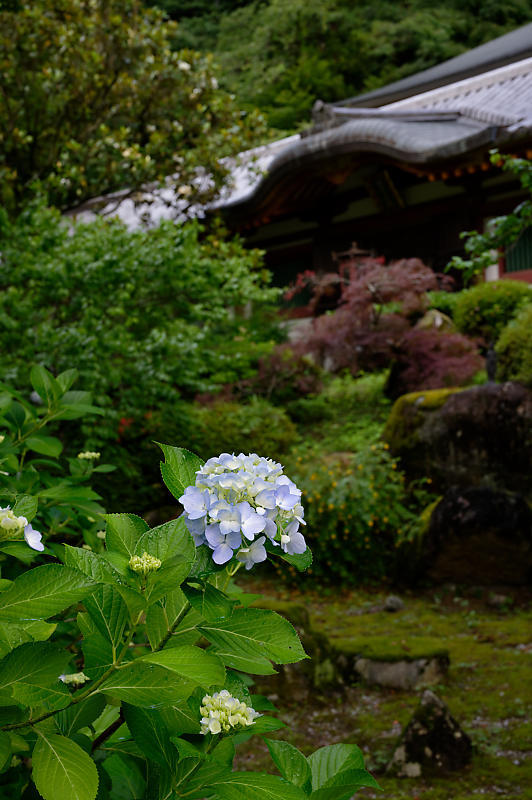 紫陽花@久安寺 其の二_f0032011_20162274.jpg