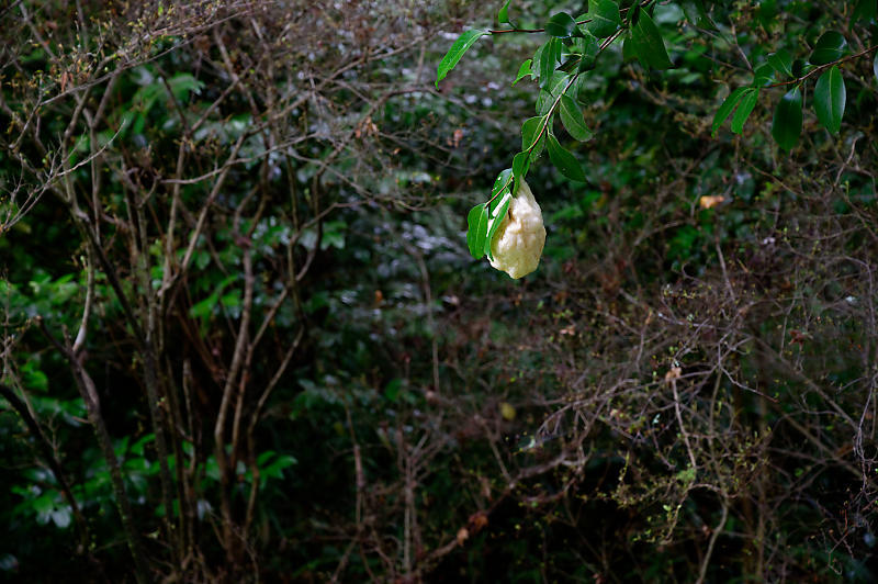 紫陽花@久安寺 其の二_f0032011_20162282.jpg