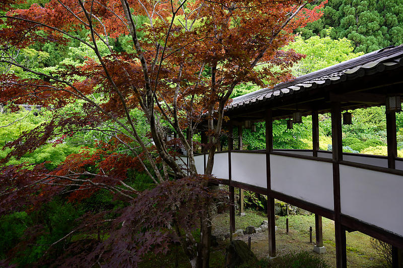 紫陽花@久安寺 其の二_f0032011_20162299.jpg