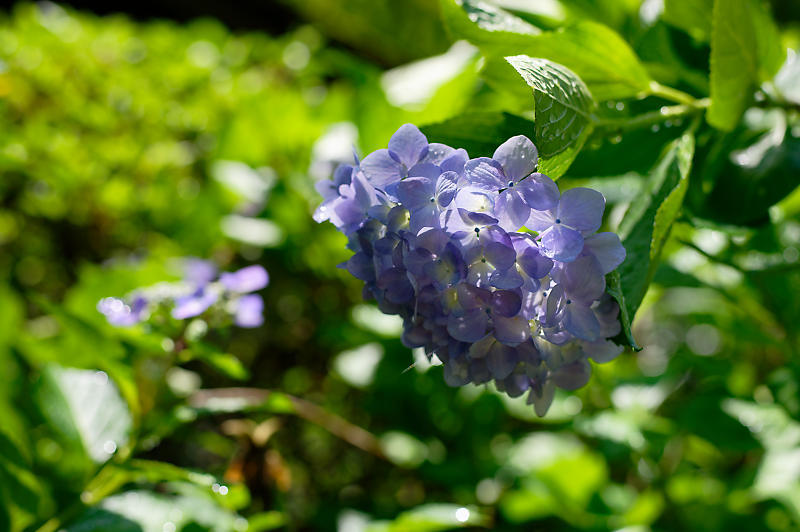 紫陽花@久安寺 其の二_f0032011_20162344.jpg