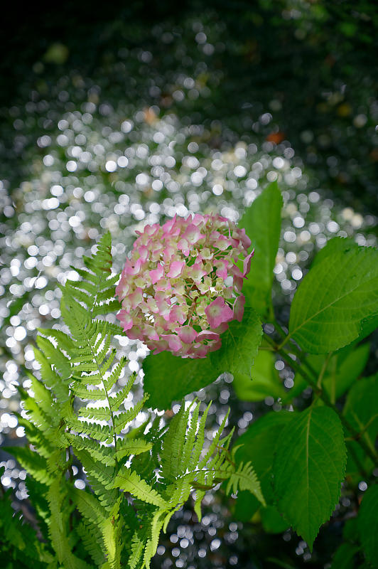 紫陽花@久安寺 其の二_f0032011_20162378.jpg