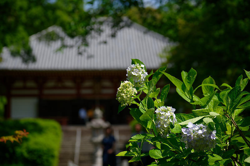 紫陽花@久安寺 其の二_f0032011_20162391.jpg