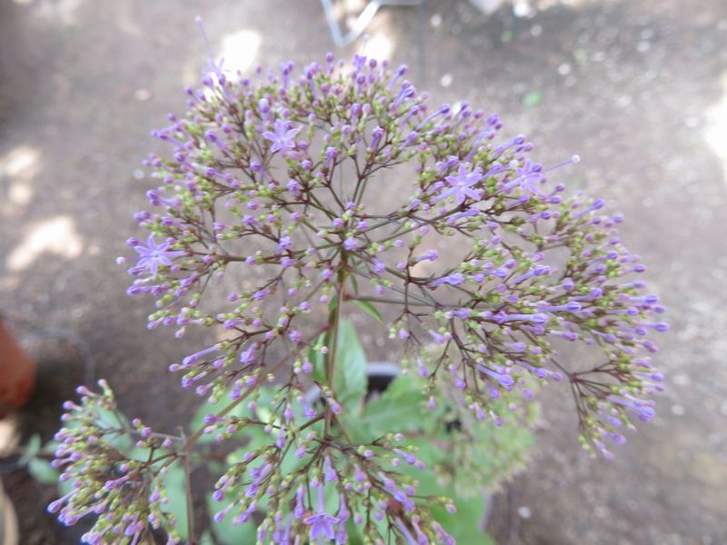 d0065113_21081743.jpg