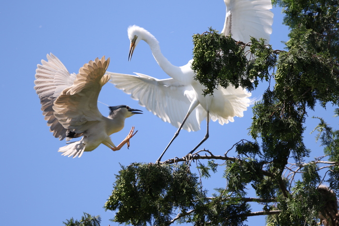 サギのコロニーと田んぼのゴイサギ 私の鳥撮り散歩 サギのコロニーと田んぼのゴイサギ 私の鳥撮り散歩