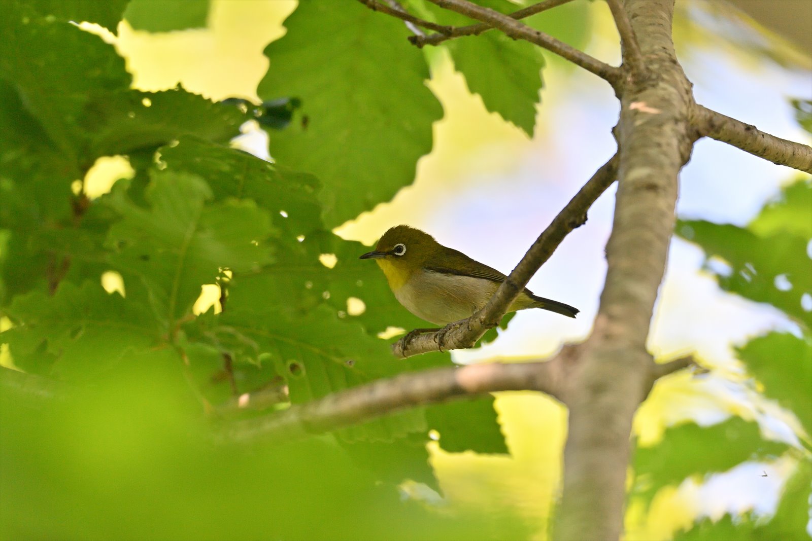 緑の中の緑の鳥 メジロ やぁやぁ