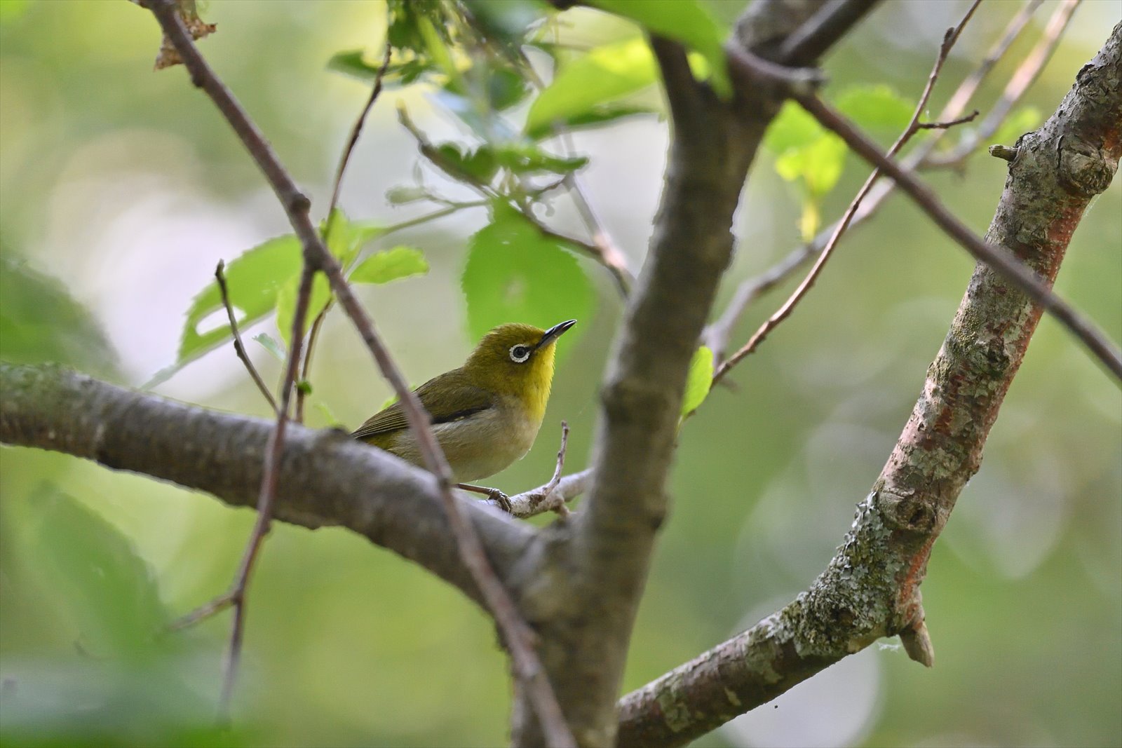 緑の中の緑の鳥 メジロ やぁやぁ