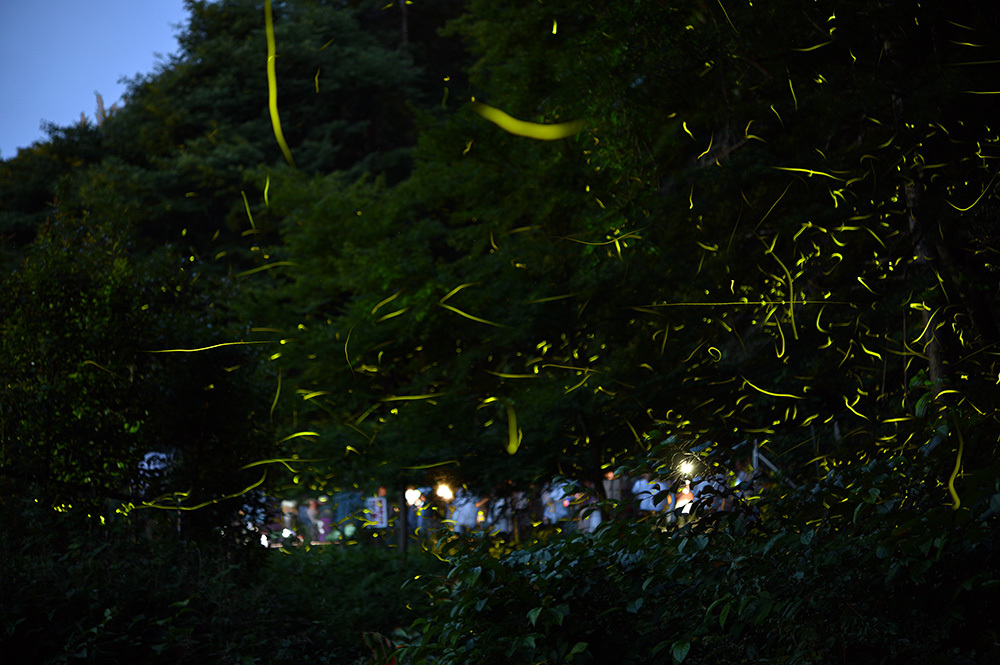 乱舞_d0265224_22565298.jpg