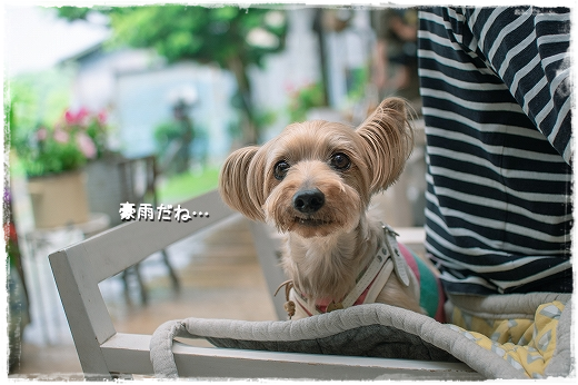 晴れ女、ゲリラ豪雨に遭う。_d0179828_08460667.png