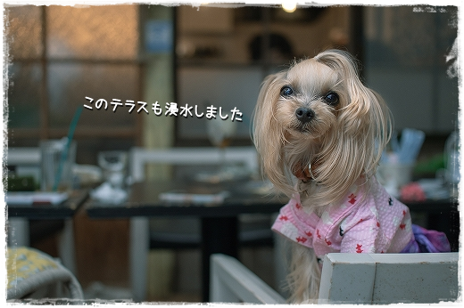 d0179828_09035201.png
