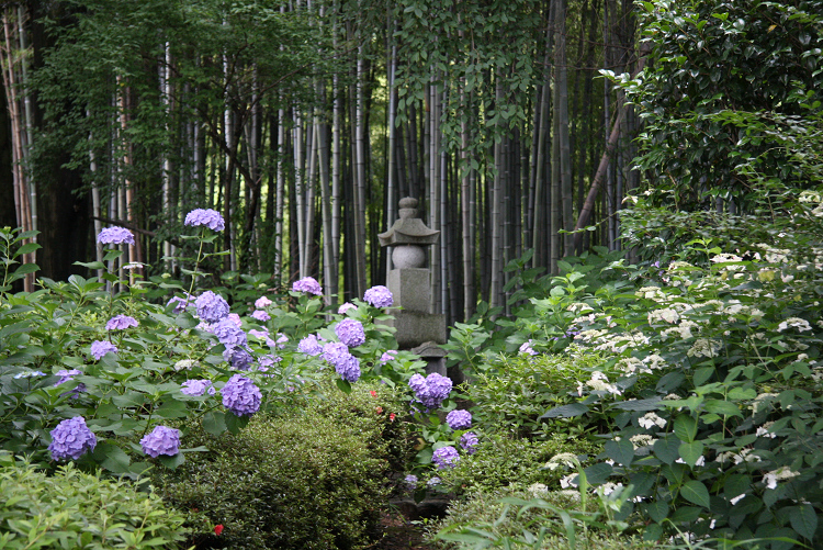 京都回顧 初夏の花咲くお寺－一言寺のアジサイ－_b0169330_2351735.jpg
