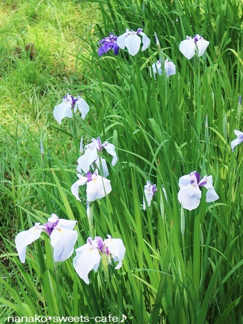 花菖蒲 & 紫陽花_d0147030_21440136.jpg