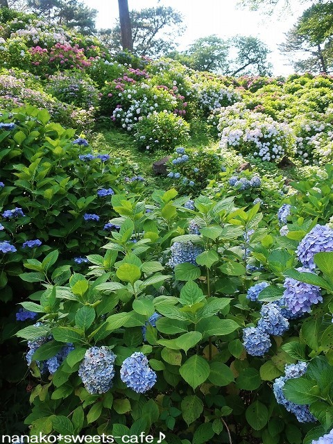 花菖蒲 & 紫陽花_d0147030_21441993.jpg