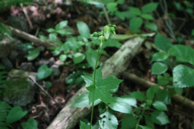 e0272335_453676.jpg