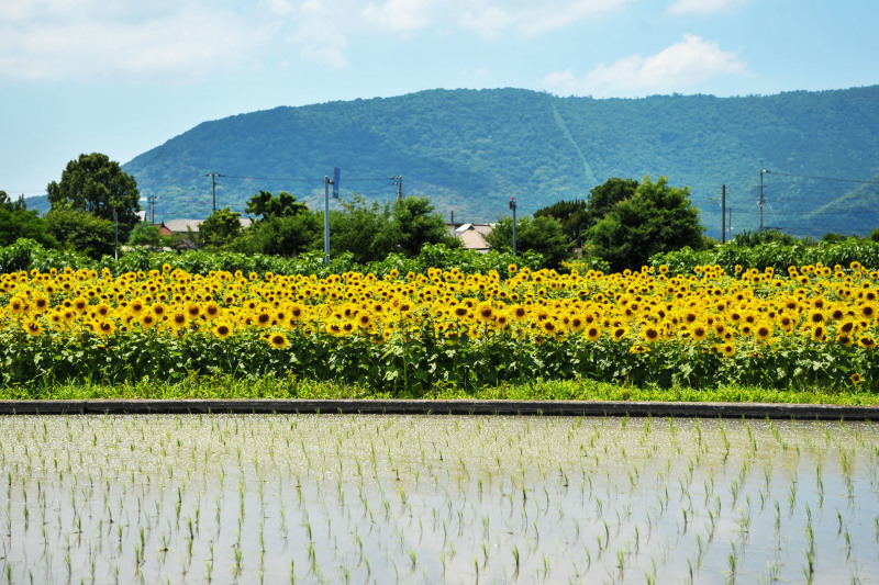 大輪一面に まんのう_d0246136_18011102.jpg