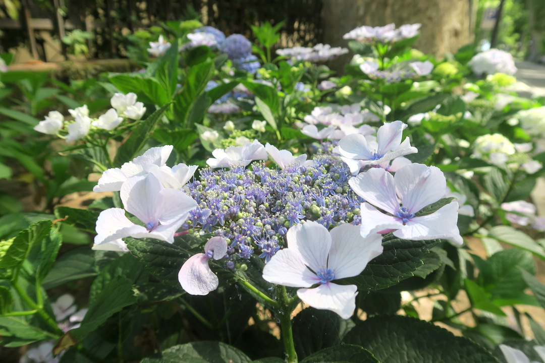 紫陽花と並木の道をボルセーナ湖へ、ボルセーナ_f0234936_5515399.jpg