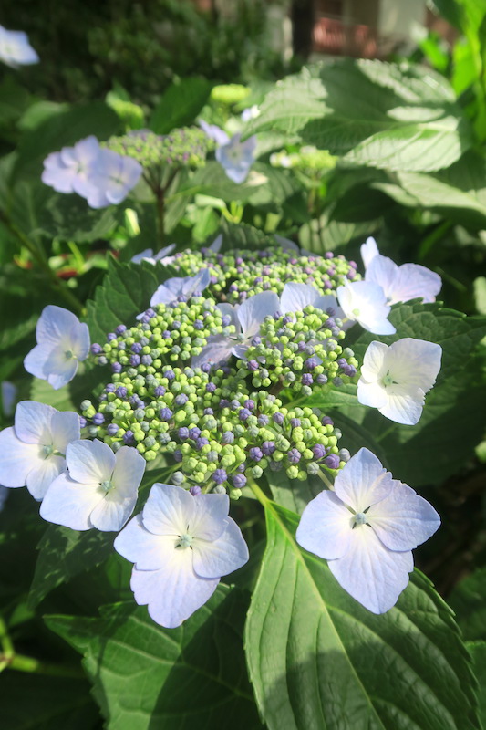 紫陽花と並木の道をボルセーナ湖へ、ボルセーナ_f0234936_645083.jpg