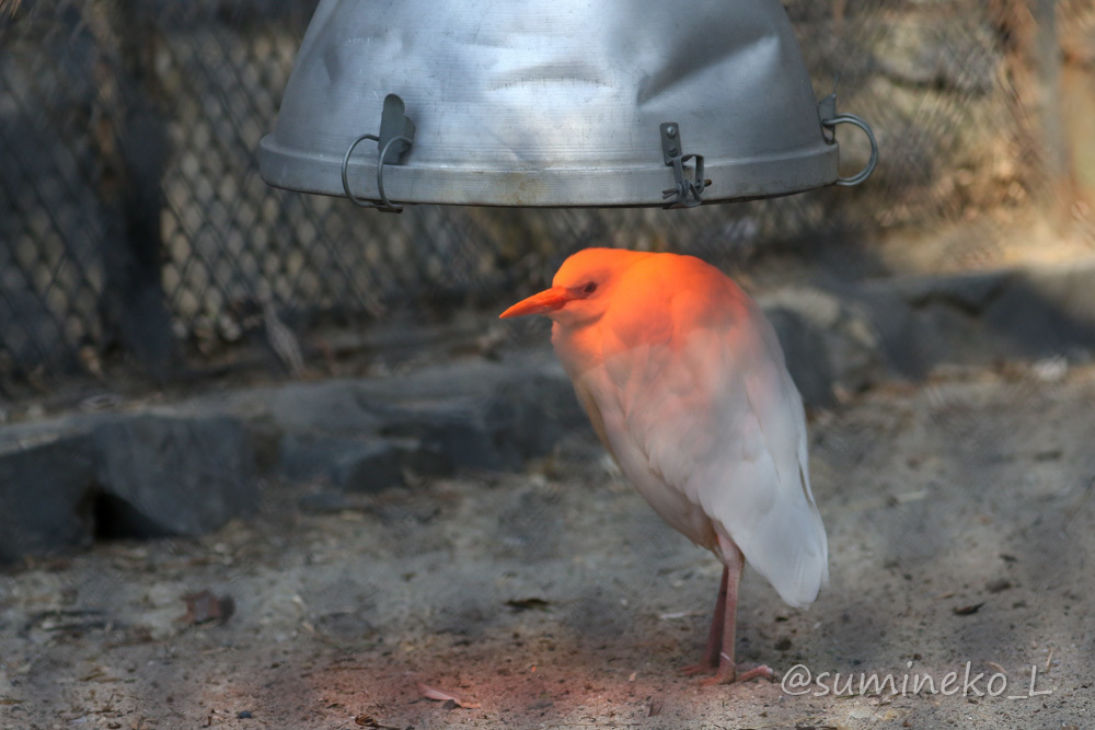 2019/05/03-05 ノボシビルスク動物園１１ クマ・鳥類・キエリテン・草食動物_b0330044_23070141.jpg