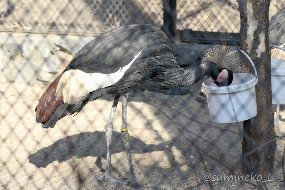 2019/05/03-05 ノボシビルスク動物園１１ クマ・鳥類・キエリテン・草食動物_b0330044_23070262.jpg