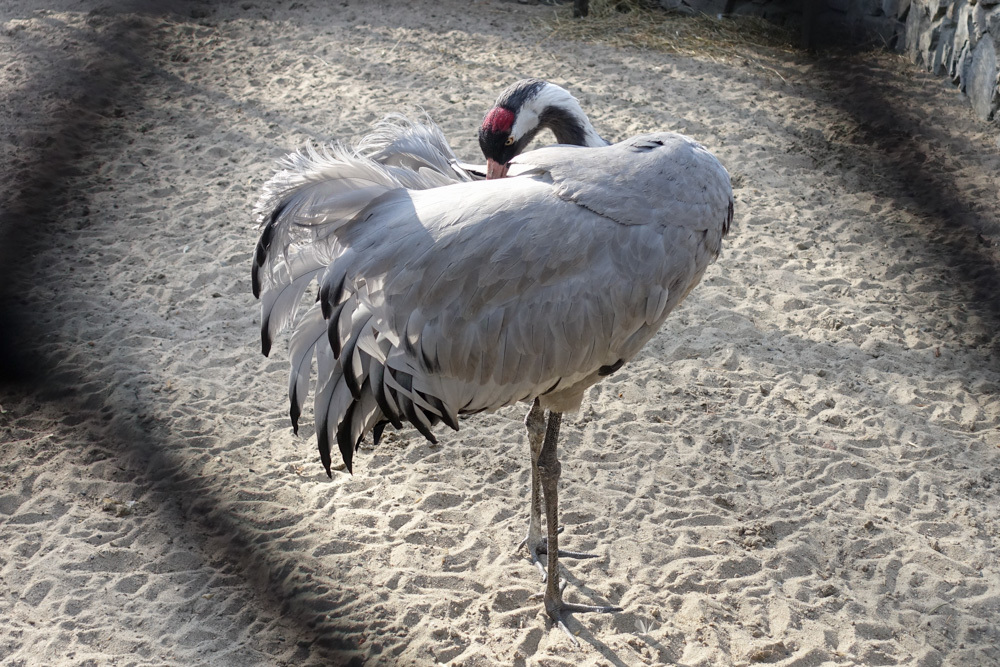 2019/05/03-05 ノボシビルスク動物園１１ クマ・鳥類・キエリテン・草食動物_b0330044_23071846.jpg