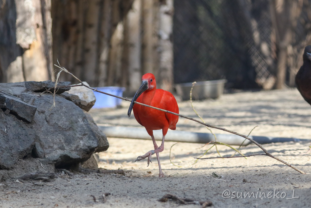 2019/05/03-05 ノボシビルスク動物園１１ クマ・鳥類・キエリテン・草食動物_b0330044_23243031.jpg