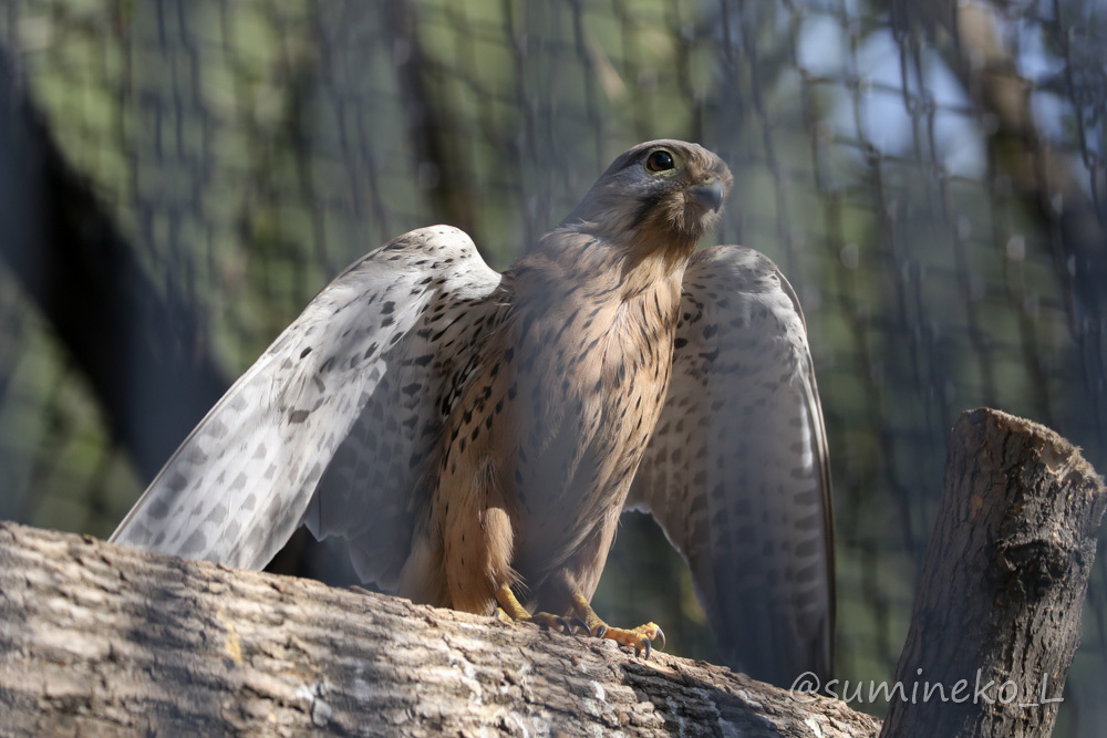 2019/05/03-05 ノボシビルスク動物園１１ クマ・鳥類・キエリテン・草食動物_b0330044_23381865.jpg