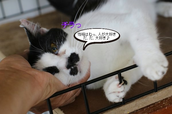昨日来たセンターからの新入りさん_e0151545_20545934.jpg