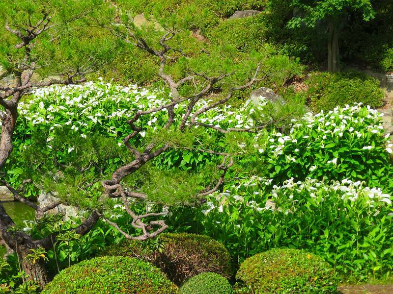 両足院今が盛り「半夏生の花」20190624_e0237645_23352440.jpg