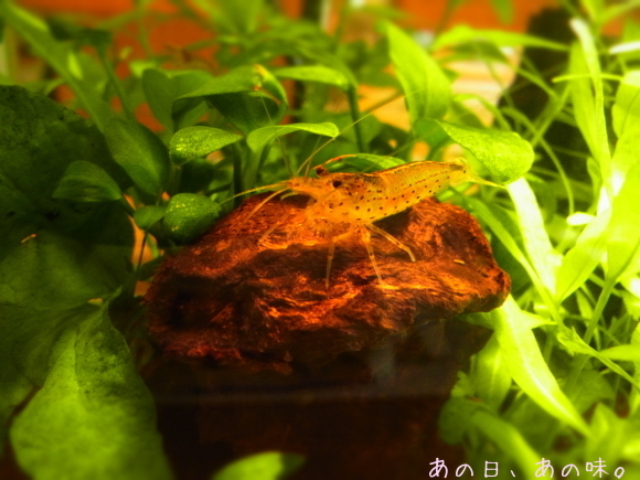 a0305046_09210436.jpg