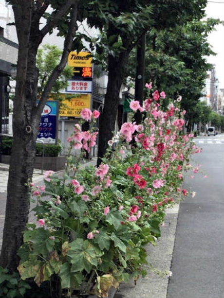 6月に咲く花 美味しい が好き