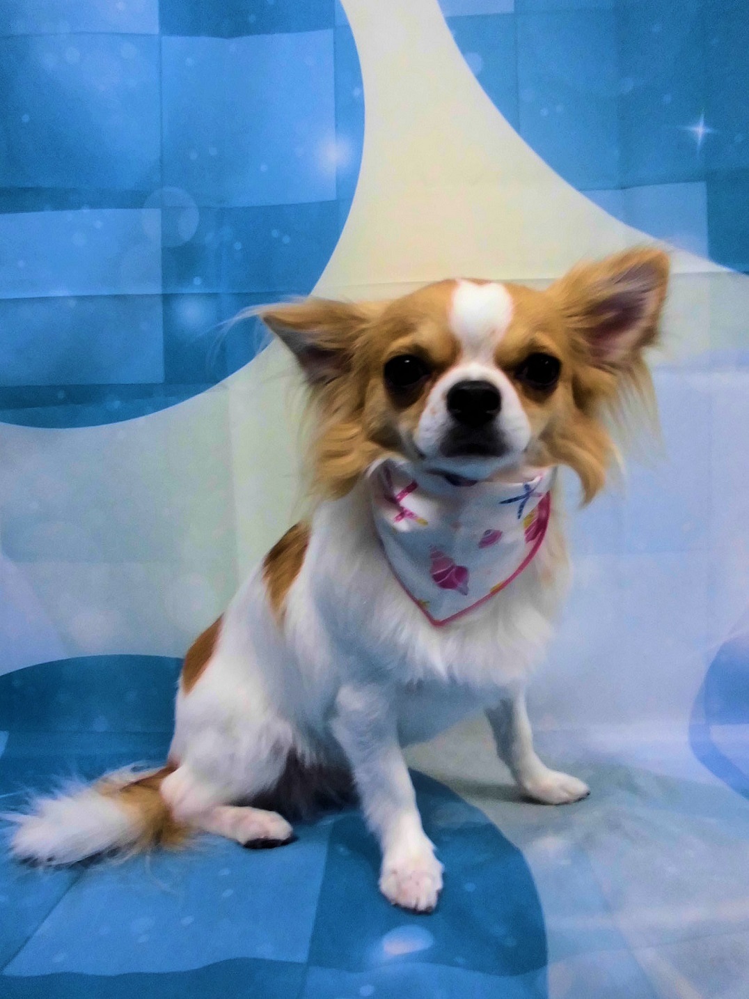 Dog Salon Mint Dog Salon Mint